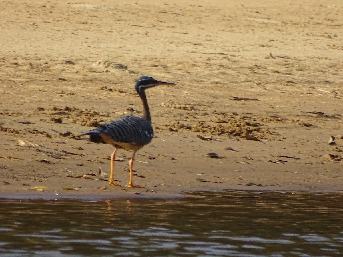 Sunbittern - ML144985551