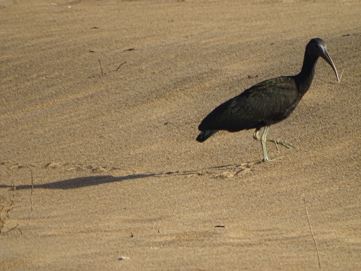 ibis zelený - ML144985731