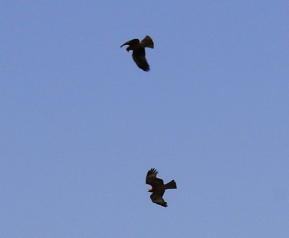 Whistling Kite - ML144986681
