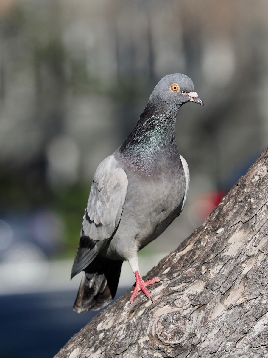 Rock Pigeon (Feral Pigeon) - ML144987141