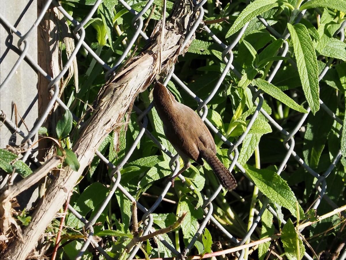 Bewick's Wren - ML144987271