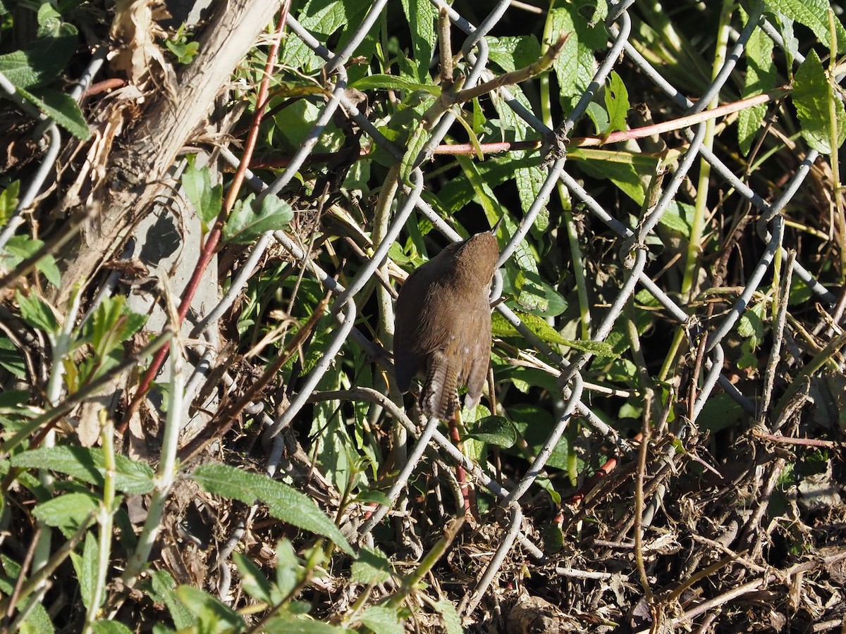 Bewick's Wren - ML144987281