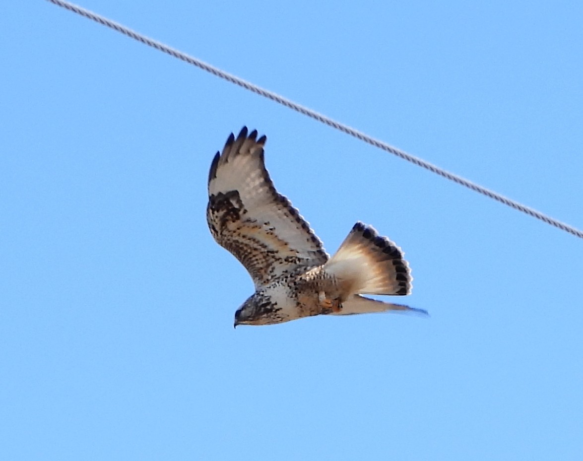 Rough-legged Hawk - ML144988541