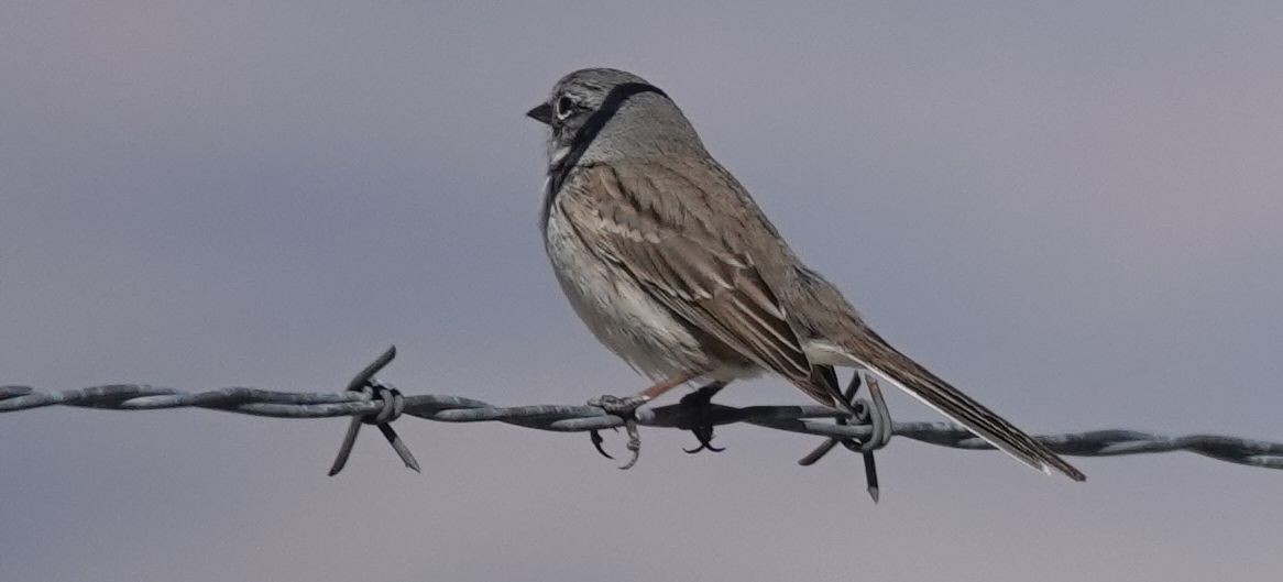 Sagebrush/Bell's Sparrow (Sage Sparrow) - ML144988671
