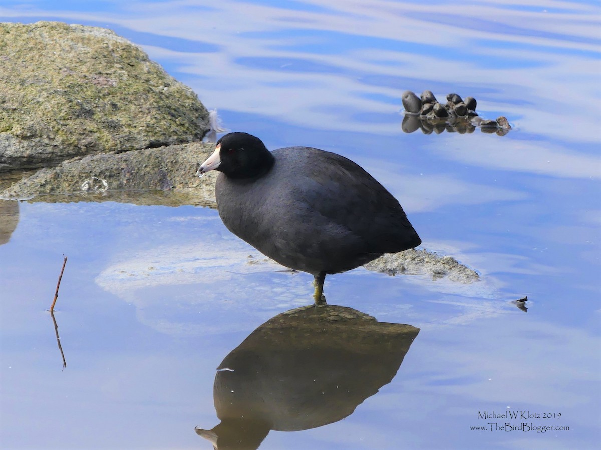 American Coot - ML144989261