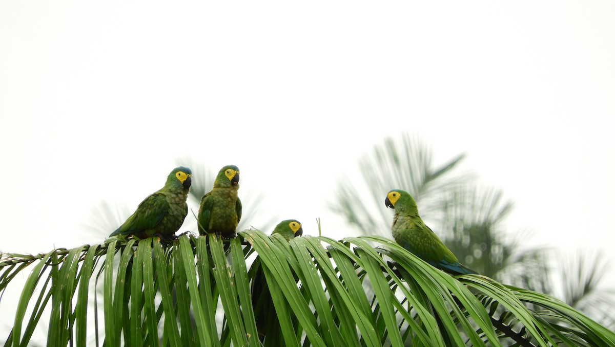 Red-bellied Macaw - Jorge Muñoz García   CAQUETA BIRDING