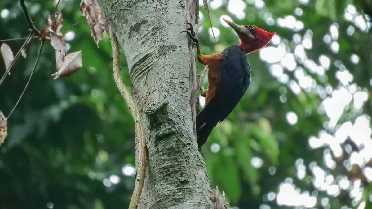 Red-necked Woodpecker - ML144992581