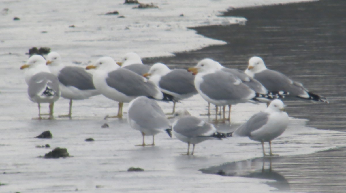 Short-billed Gull - ML144993701