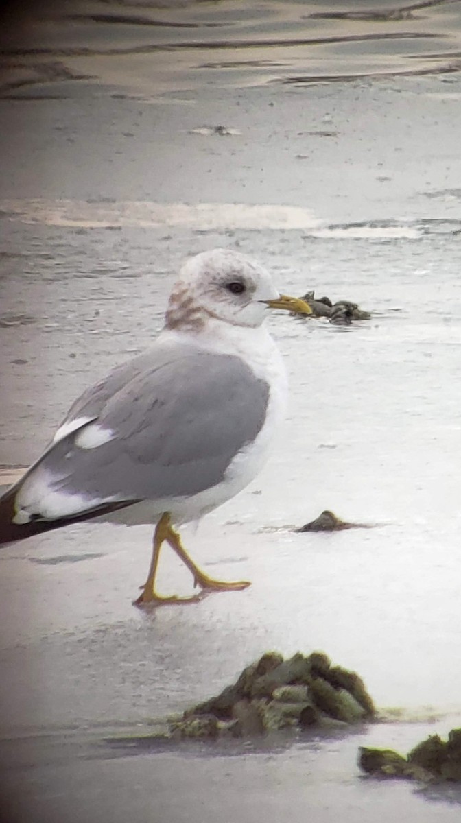 Short-billed Gull - ML144993731