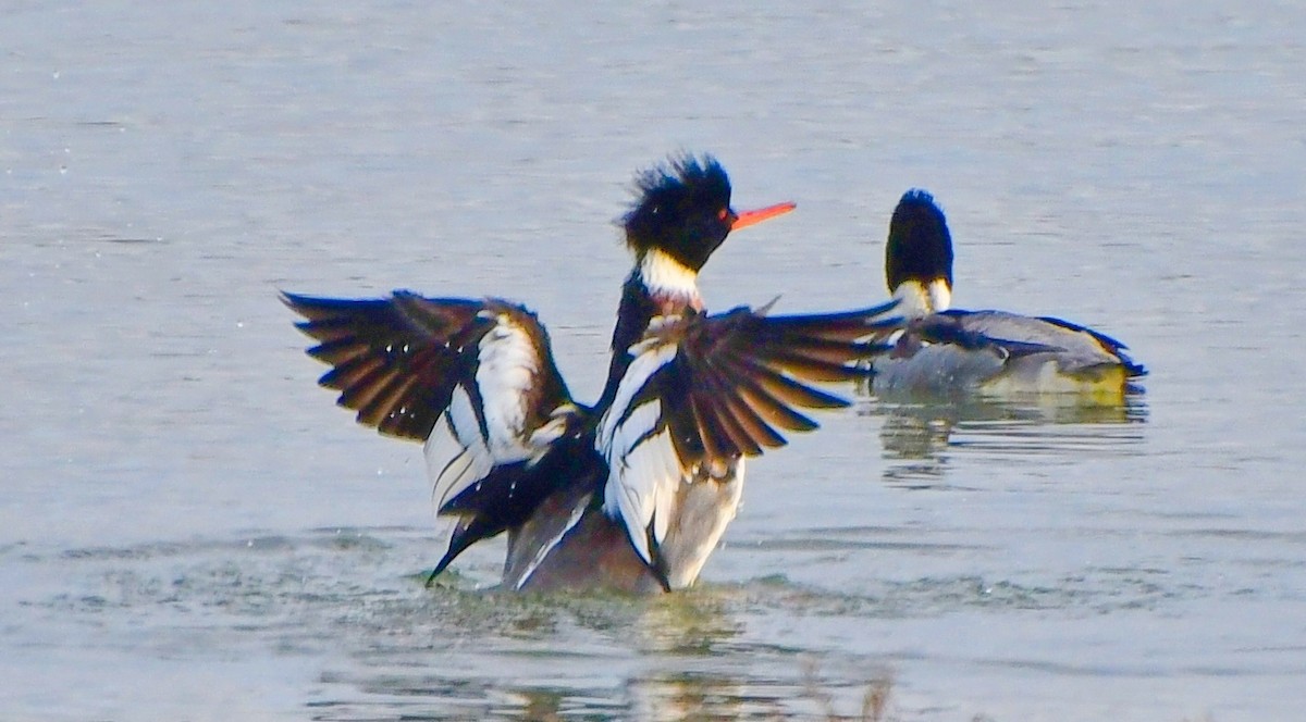 Red-breasted Merganser - DJ Singh