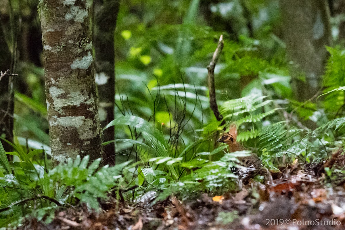 Red-breasted Partridge - ML144994981