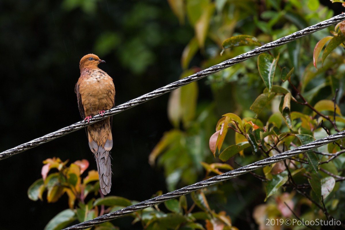 Little Cuckoo-Dove - Wei Yan