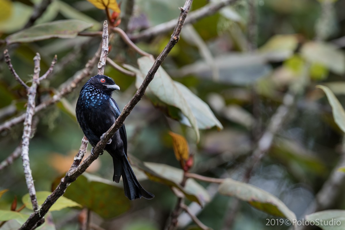 Drongo Crestudo - ML144995031