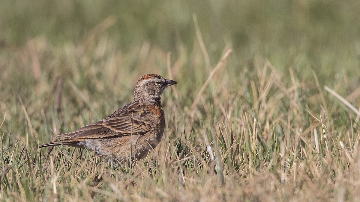 Blanford's Lark (Erlanger's) - H. Çağlar Güngör