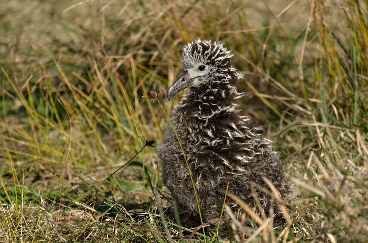 Laysan Albatross - Zeke Smith