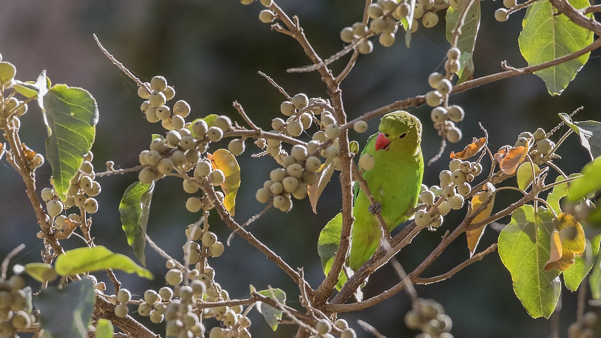 Black-winged Lovebird - ML144997631