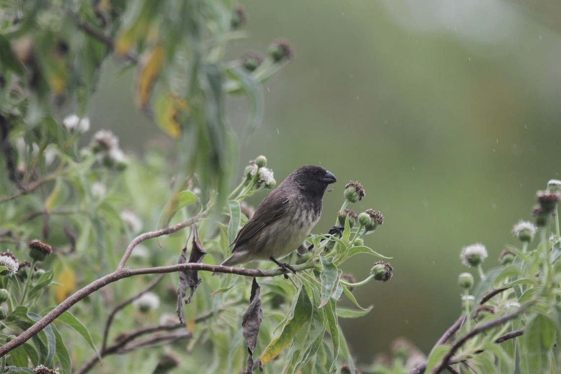 Large Tree-Finch - Corrado Zanini