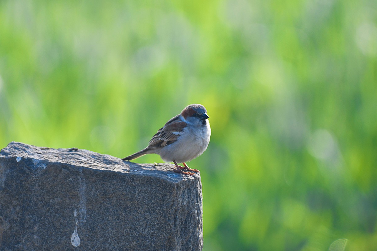 Sind Sparrow - Nipun Sohanlal