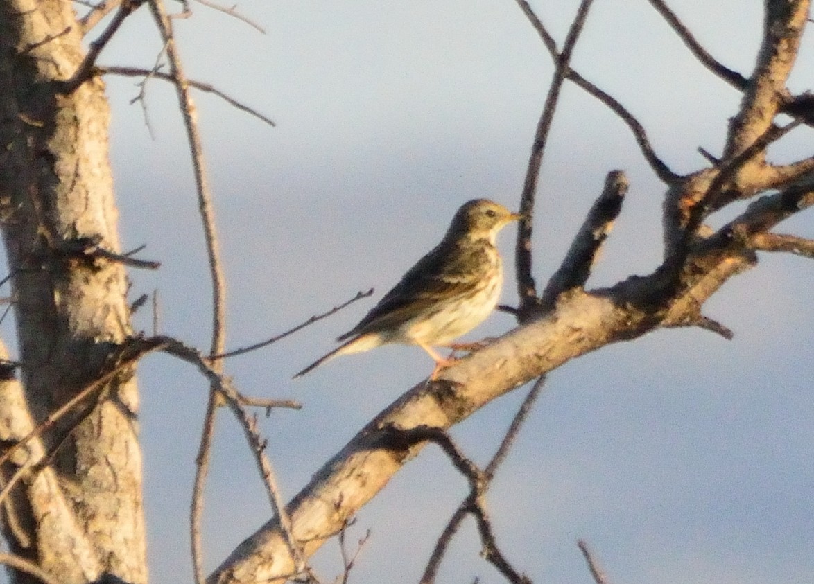 Meadow Pipit - ML145001601