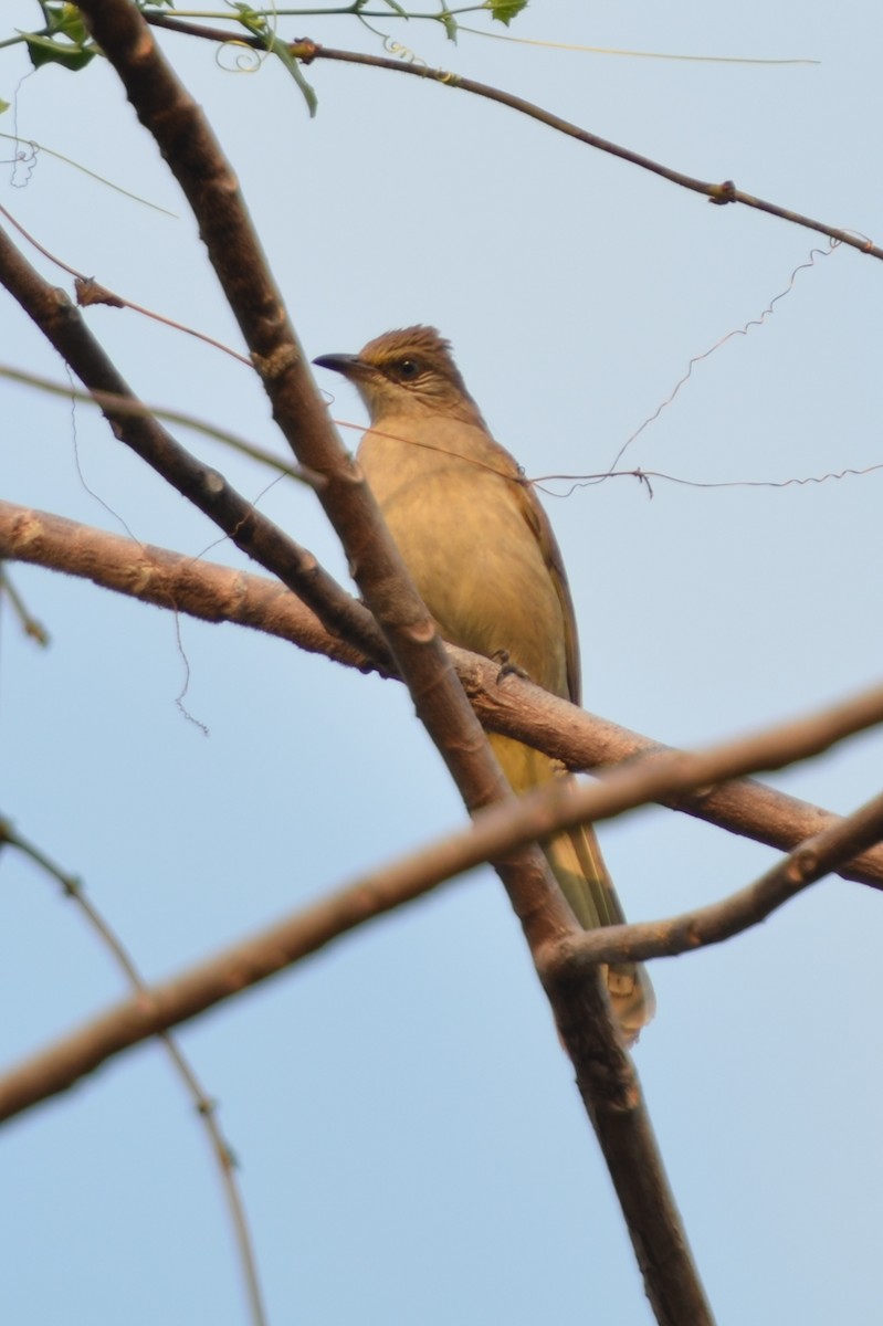 Streak-eared Bulbul - ML145001941