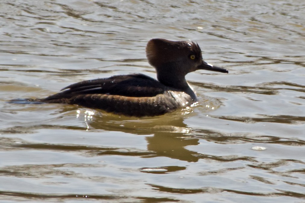 Hooded Merganser - ML145003091