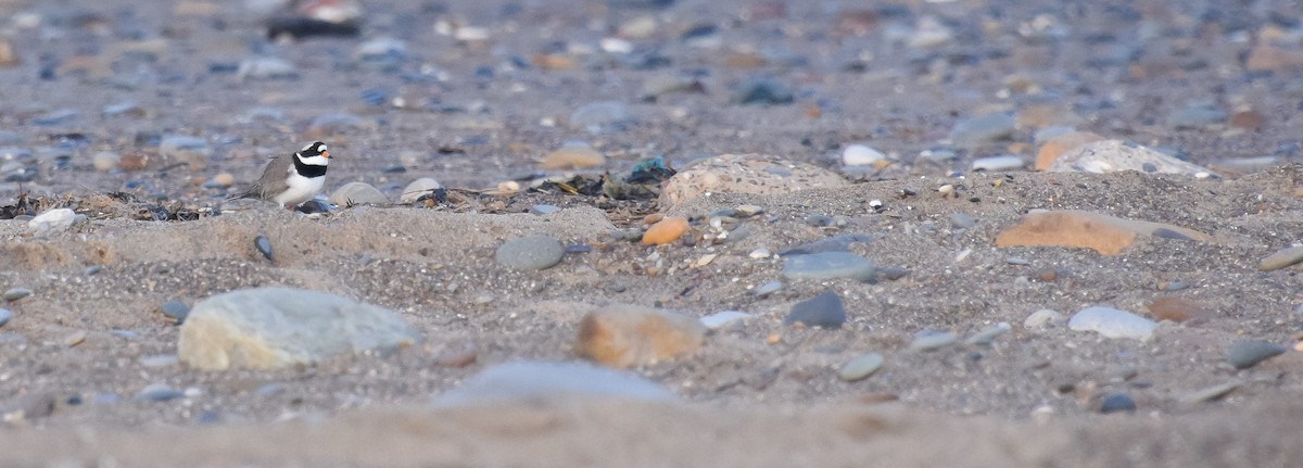 Common Ringed Plover - ML145006201