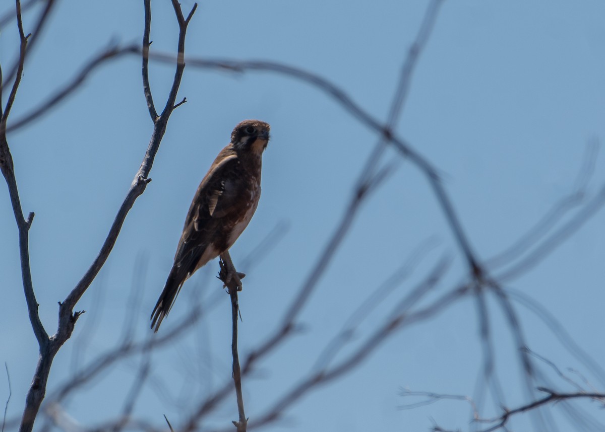 Brown Falcon - ML145006331