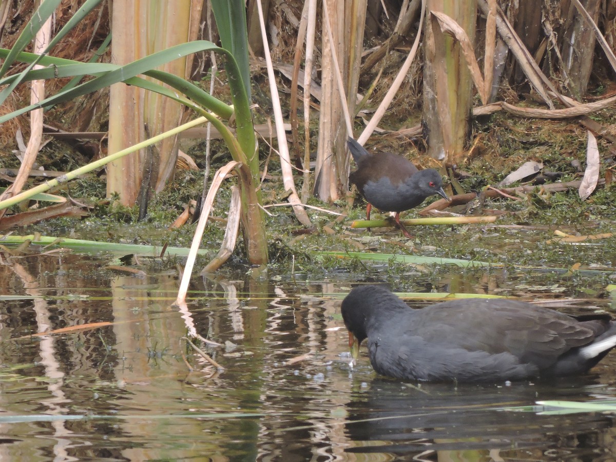 Spotless Crake - ML145006981