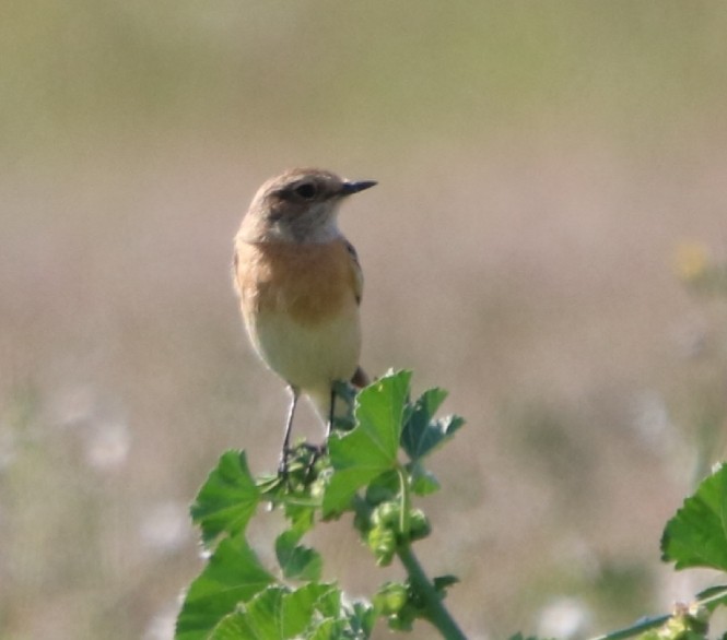 European/Siberian Stonechat - ML145007011