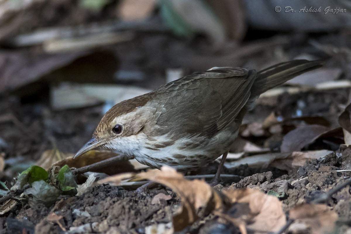 Puff-throated Babbler - Ashish Gajjar