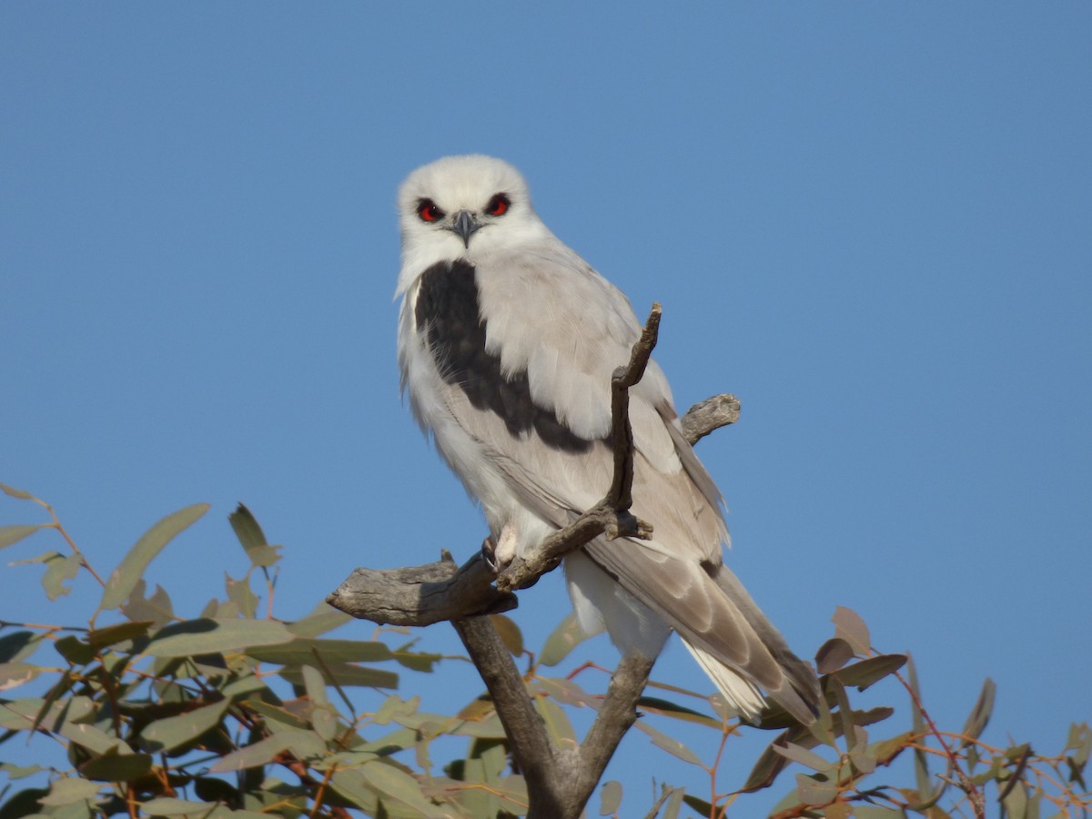 Letter-winged Kite - ML145008031