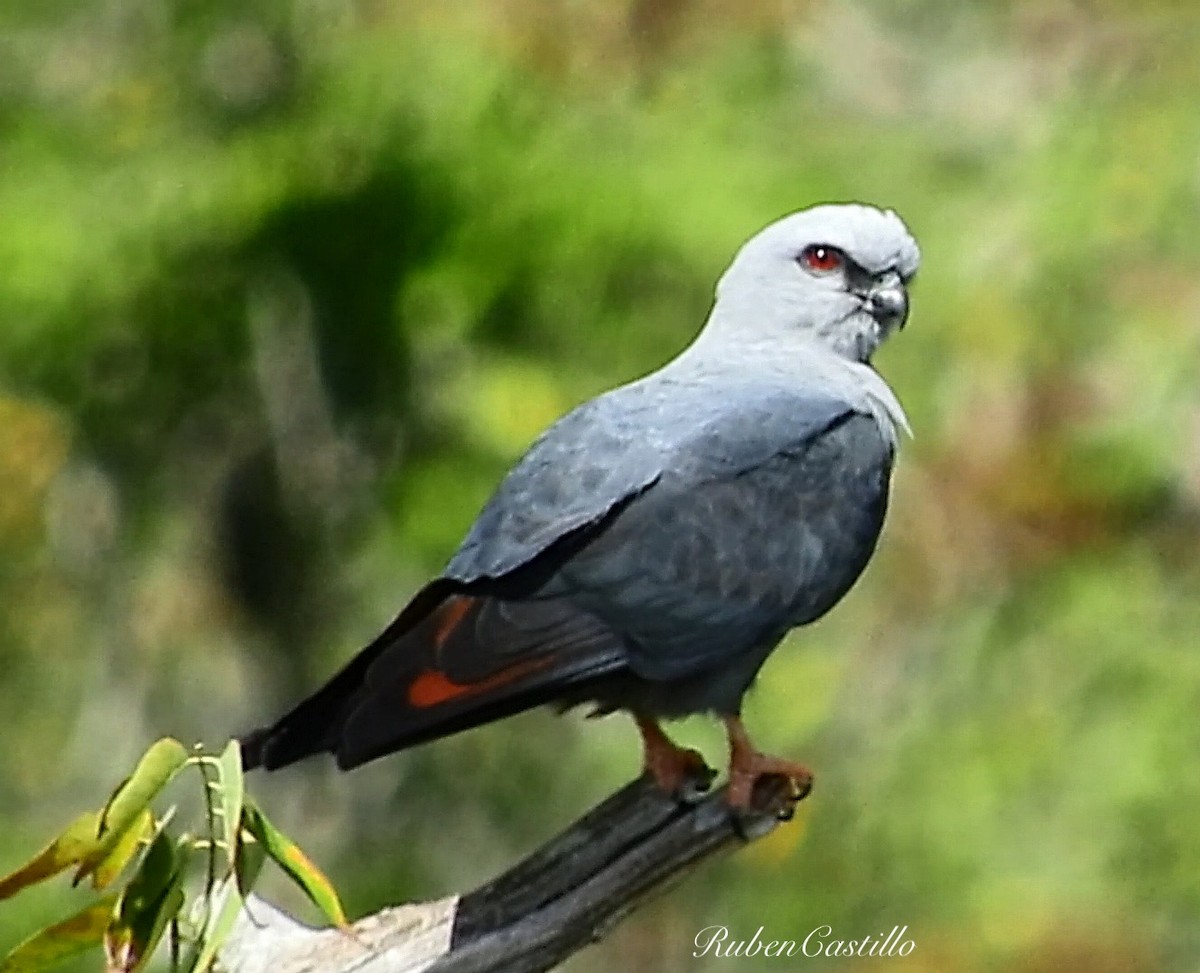 Plumbeous Kite - Ruben Castillo