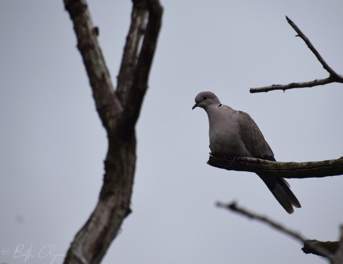 Eurasian Collared-Dove - ML145008331