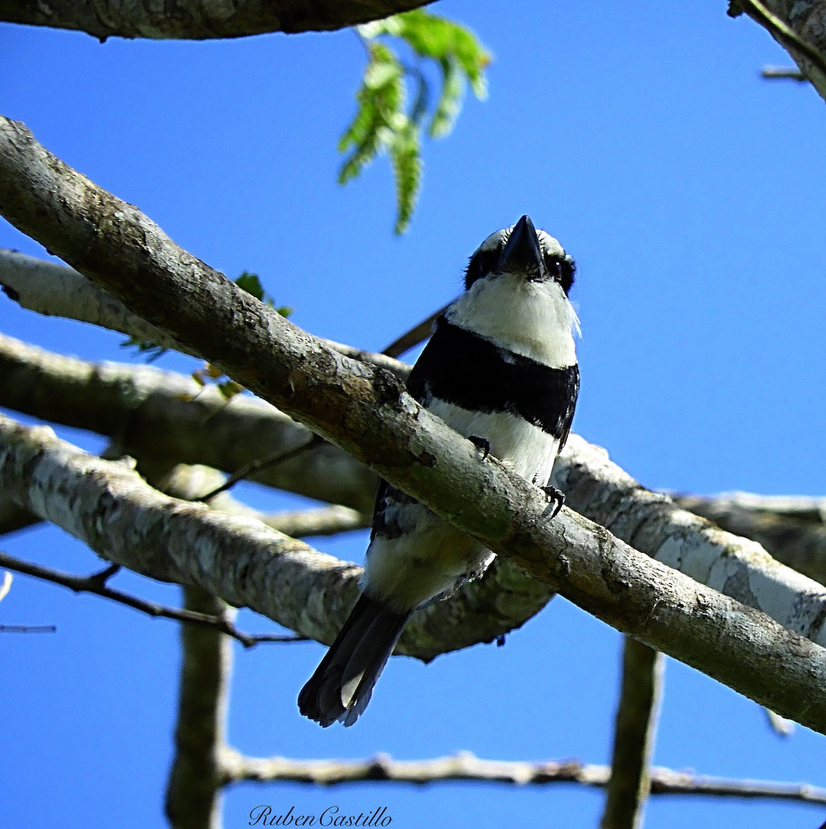 White-necked Puffbird - ML145008431