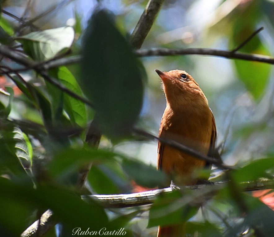 Rufous Mourner - ML145008651