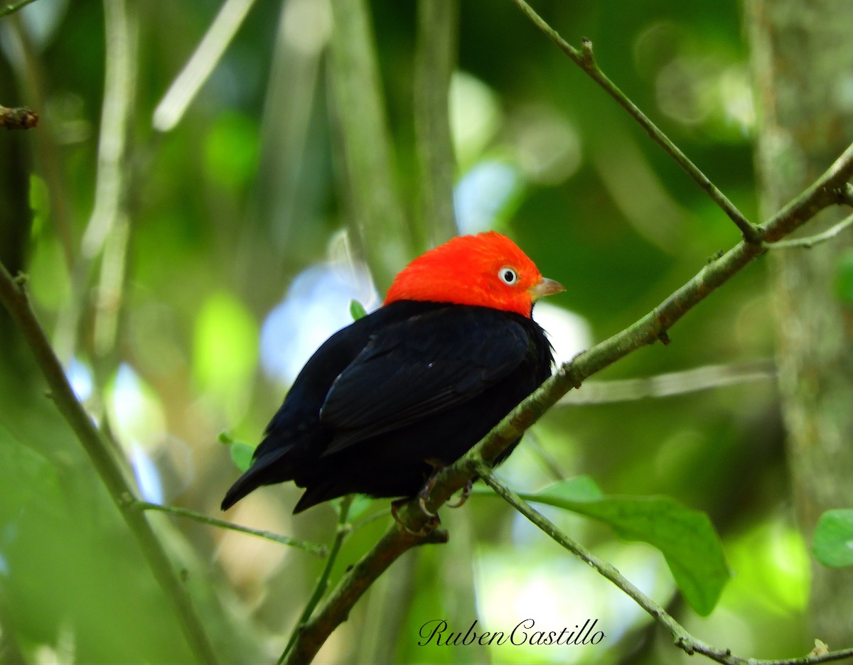 Red-capped Manakin - ML145008771