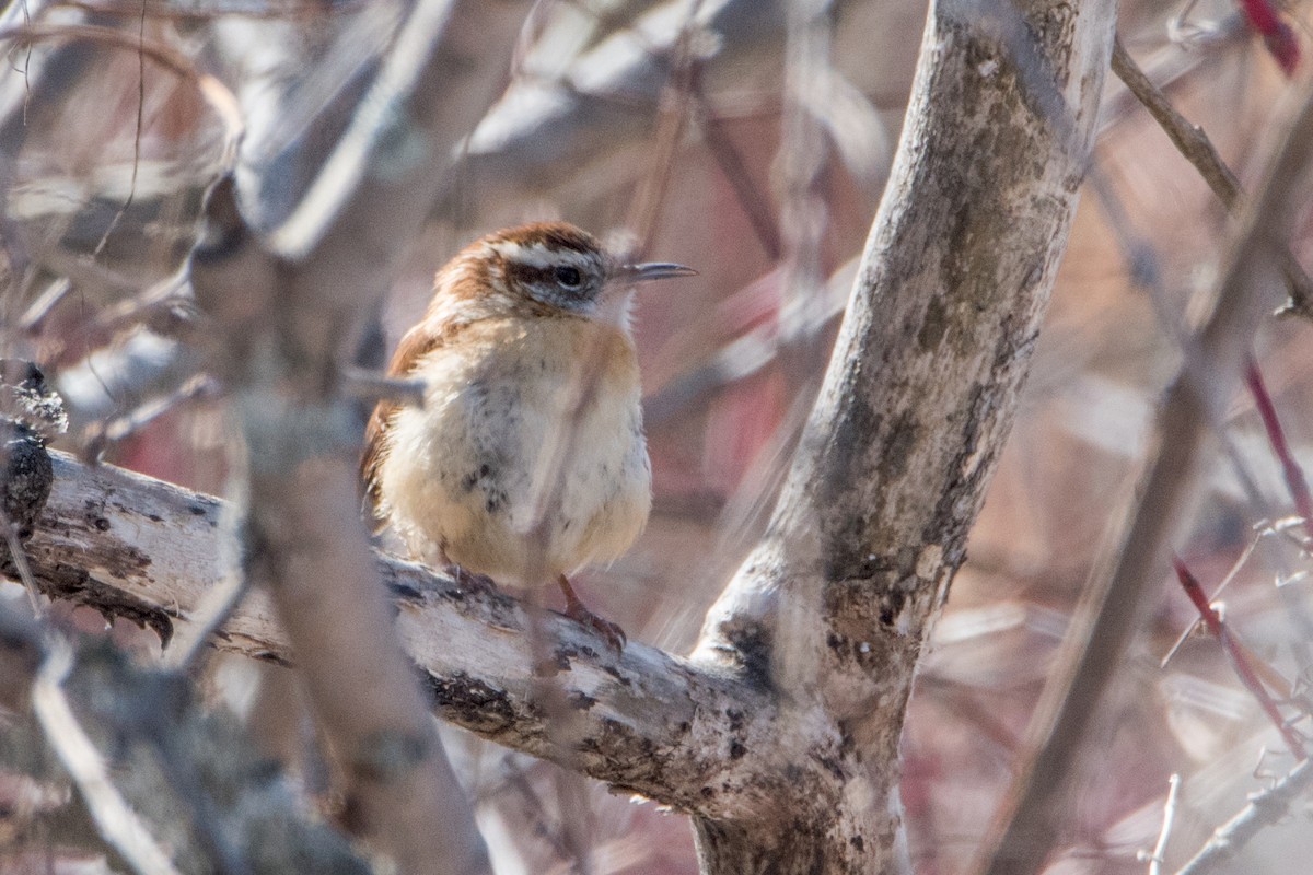 Carolina Wren - Sue Barth