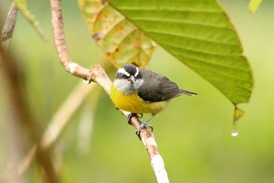 Bananaquit - Ricardo Macedo