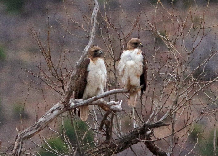 Red-tailed Hawk (fuertesi) - Kris Petersen