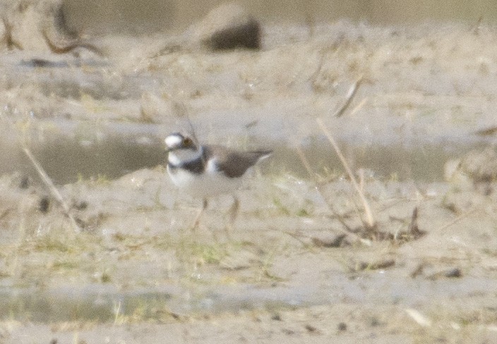 Little Ringed Plover - ML145010801