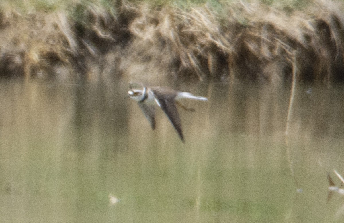 Little Ringed Plover - ML145010851