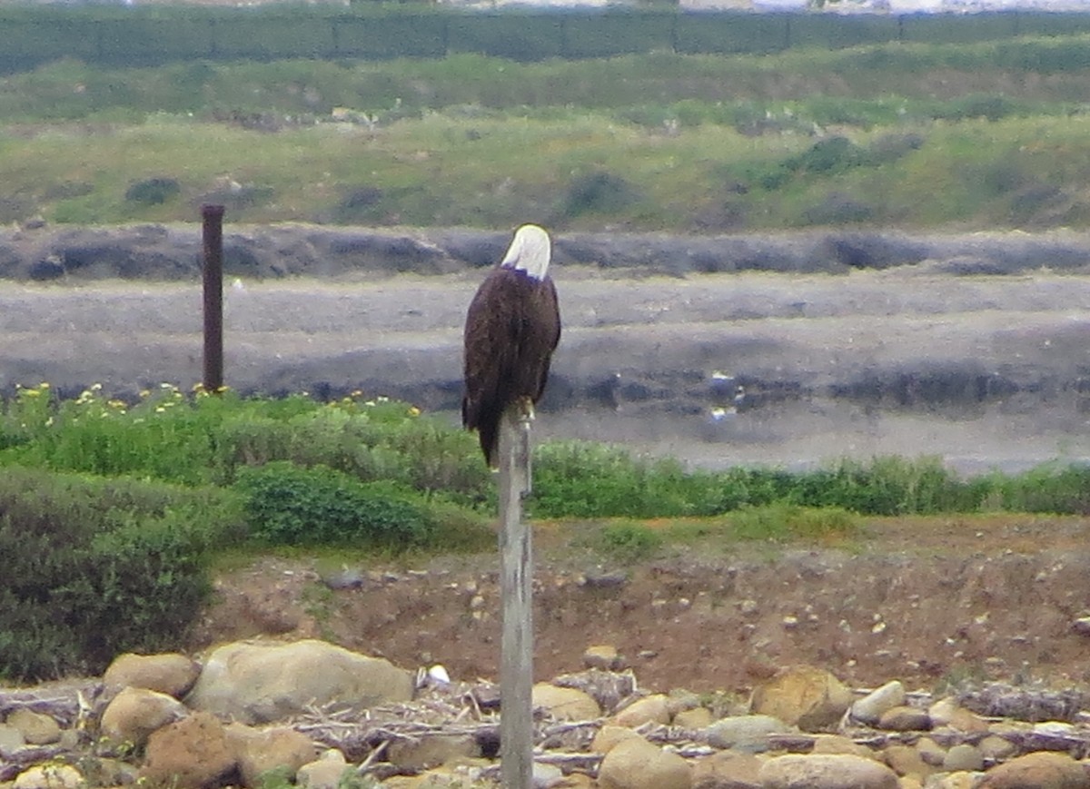 Bald Eagle - ML145013151