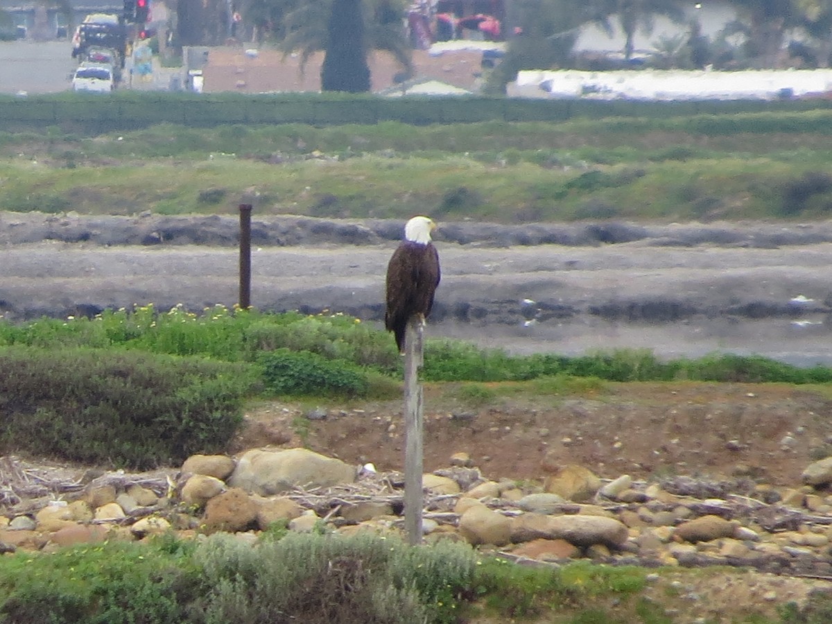 Bald Eagle - ML145013161