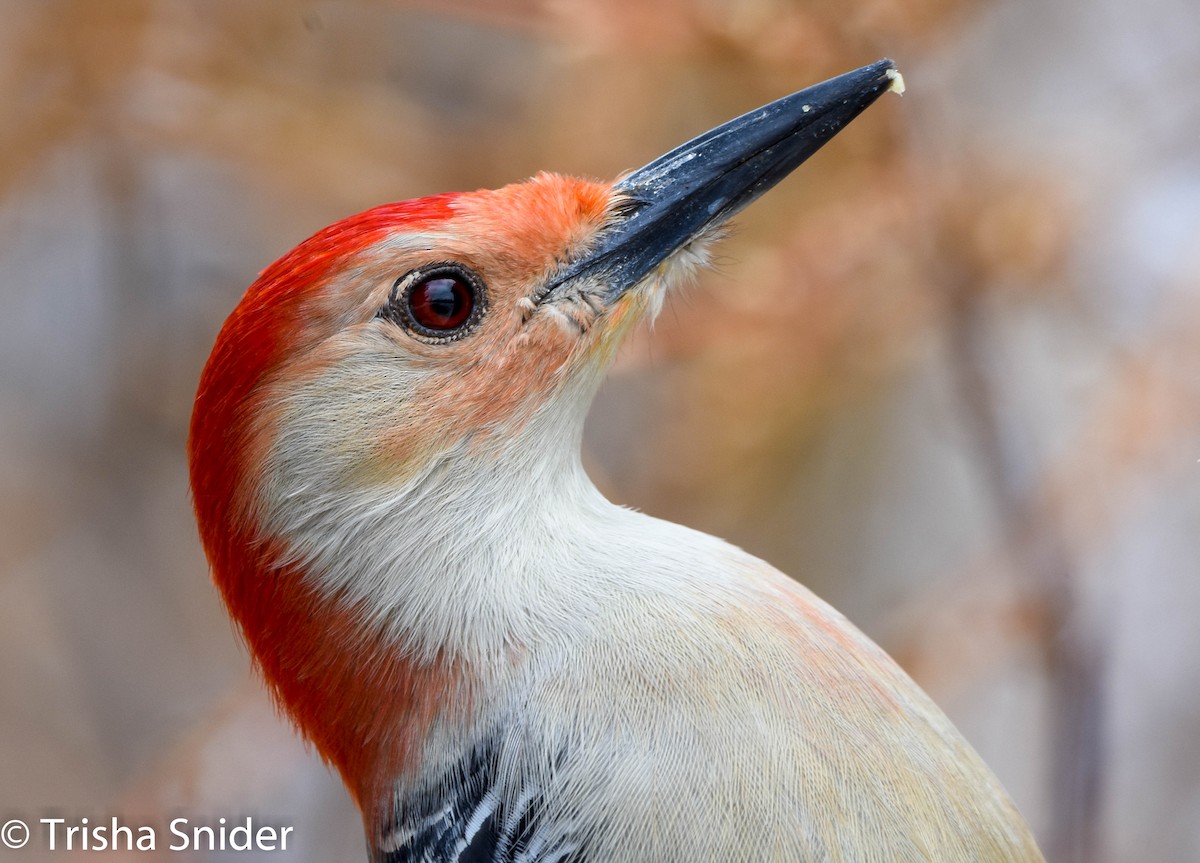 Red-bellied Woodpecker - Trish Snider