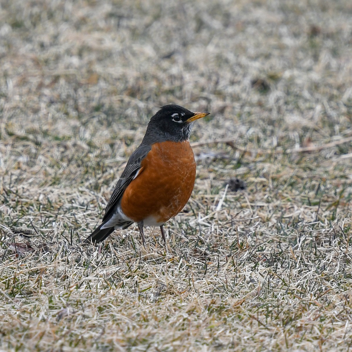 American Robin - ML145015961