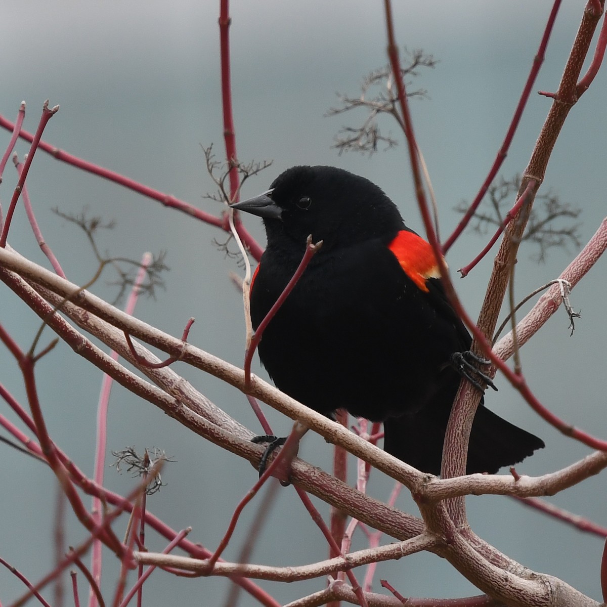 Red-winged Blackbird - ML145016031