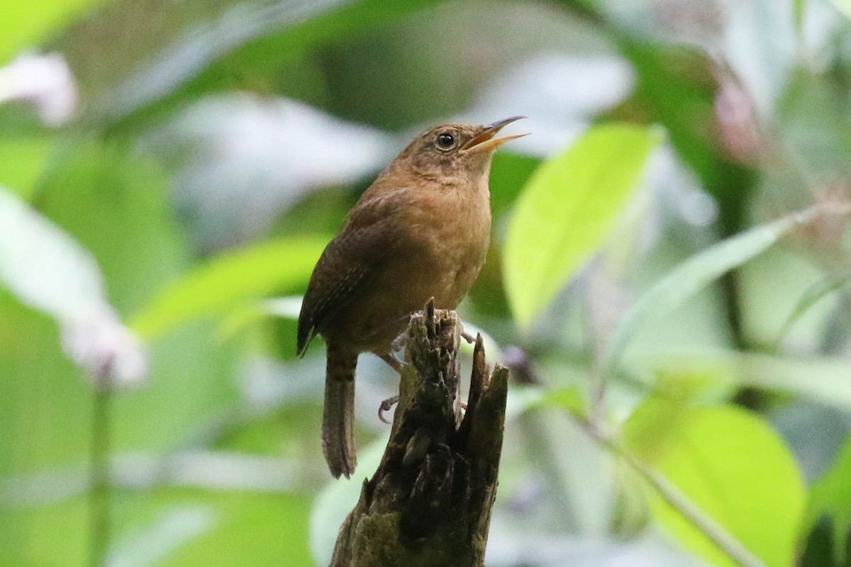 House Wren (Dominica) - Knut Hansen