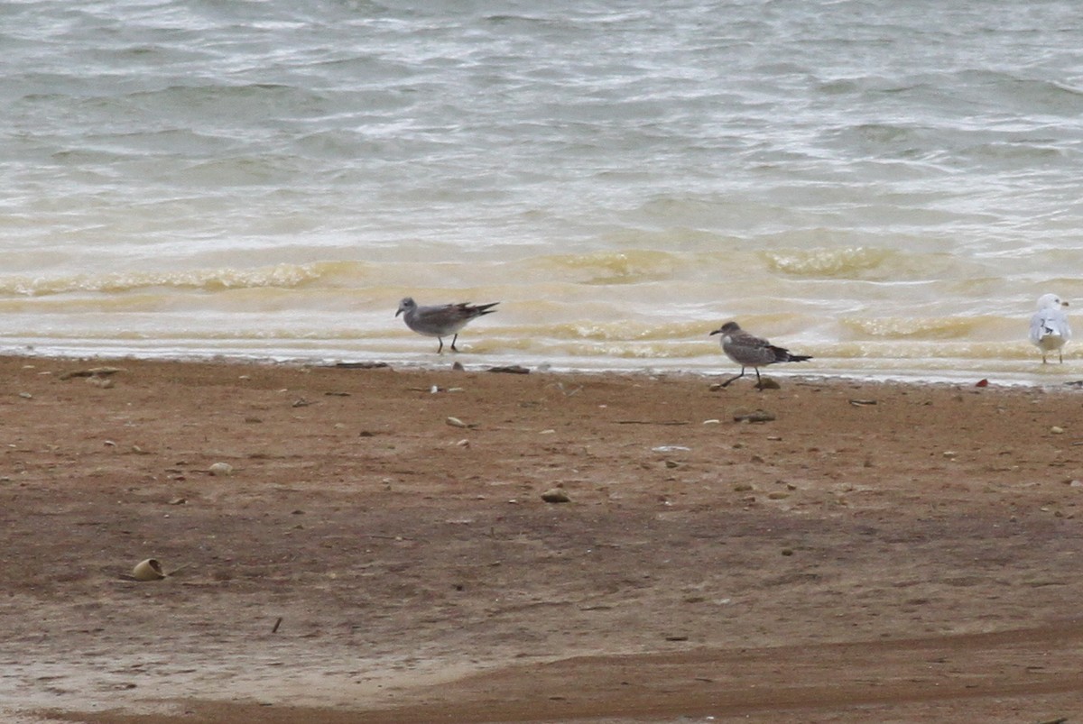 Laughing Gull - Michael McCloy