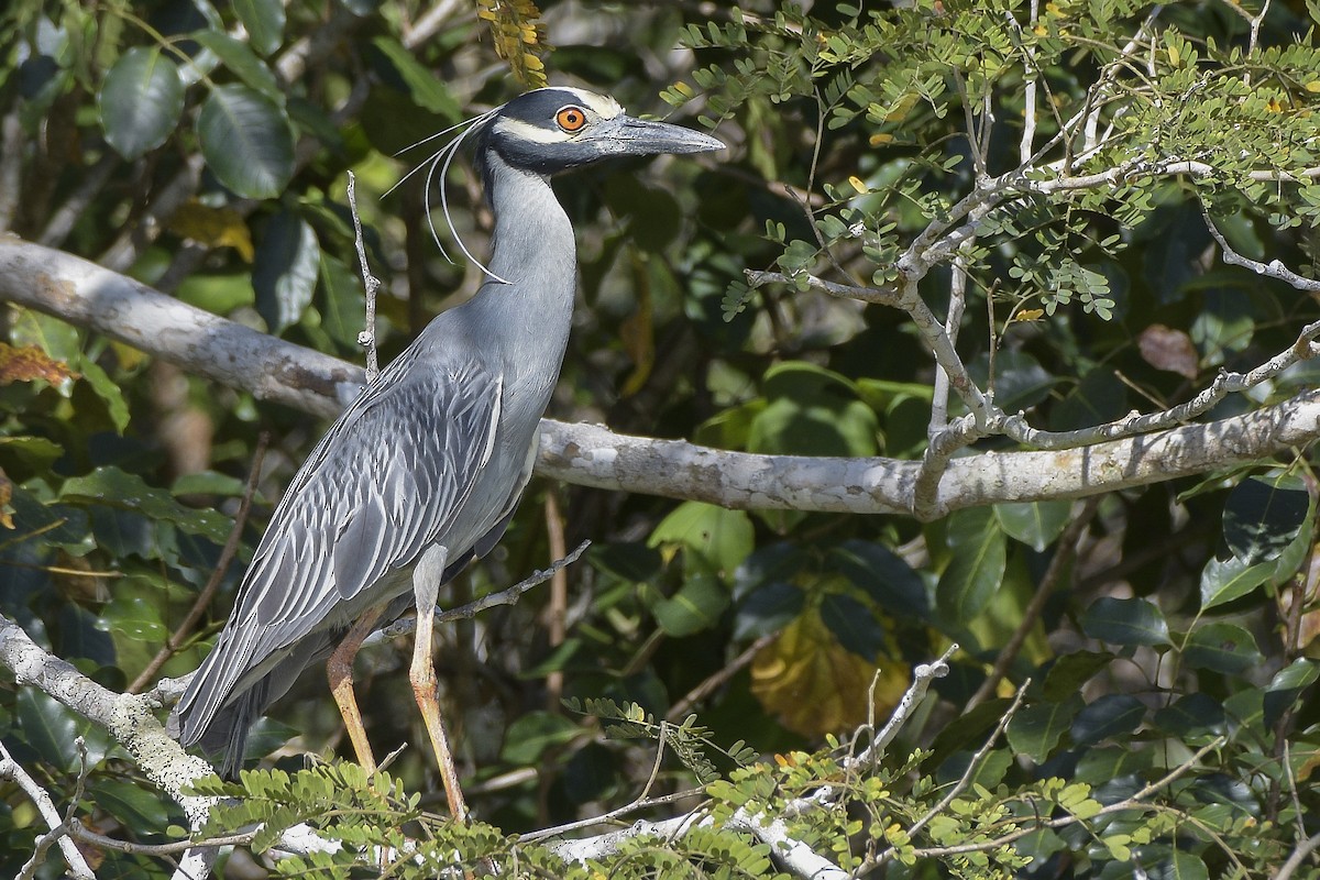 Yellow-crowned Night Heron - ML145017511