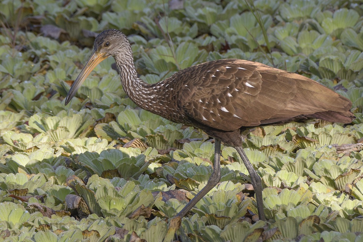 Limpkin - Carlos Echeverría